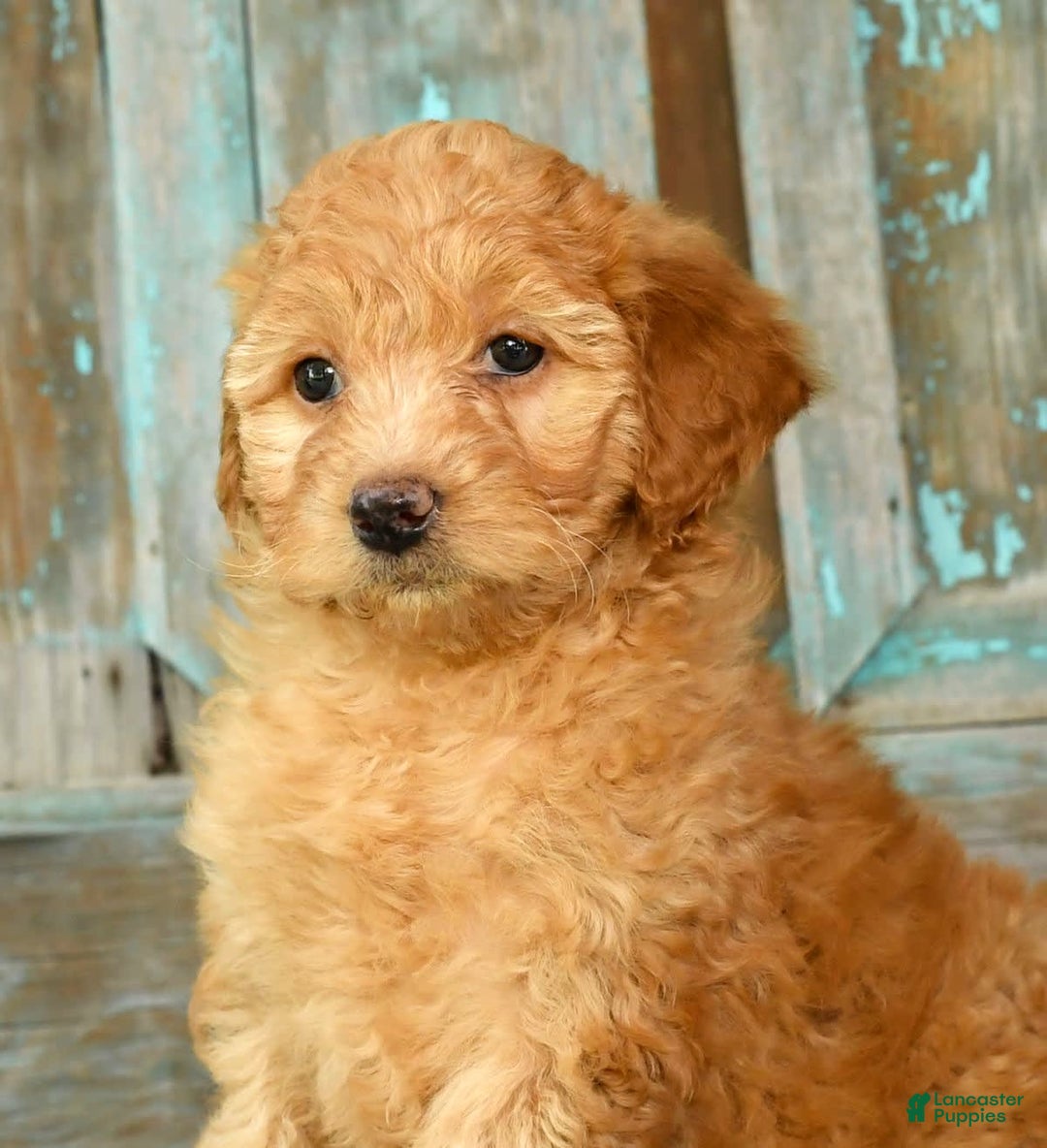 Mini Goldendoodle dogs for sale: Hallie - Image 8