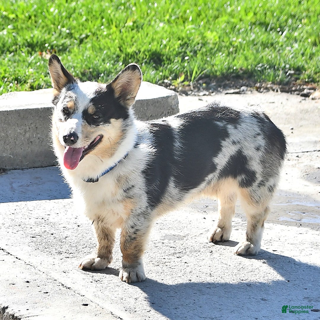 American Eskimo dogs for sale: Spunky - Image 8