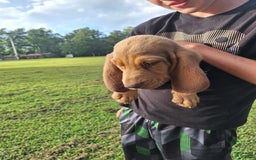Bloodhound dogs for sale: Light Green - Image 1
