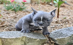 Frenchton dogs for sale: Ranger - Image 15