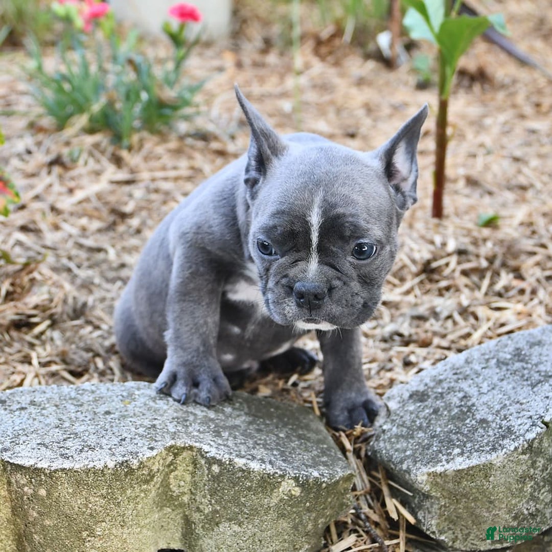 Frenchton dogs for sale: Ranger - Image 15