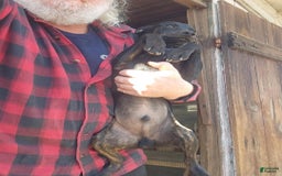 Miniature Pinscher dogs for sale: Sargent - Image 1