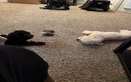 Maltipoo dogs for sale: Zumba - Image 4