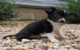 Pomchi dogs for sale: Pomchi 4 puppies - Image 3
