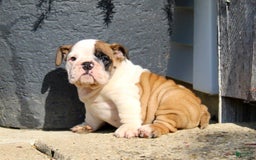 English Bulldog dogs for sale: Wendy - Image 13