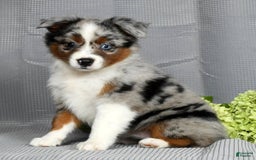 Miniature Australian Shepherd dogs for sale: Avery - Image 1