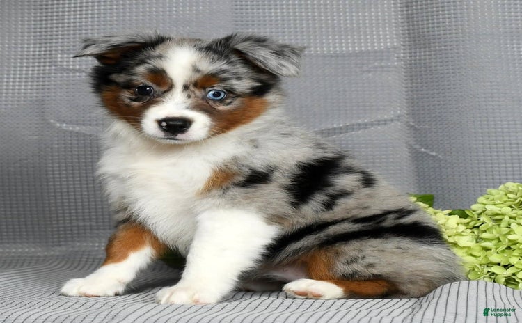 Miniature Australian Shepherd dogs for sale - Ad 1