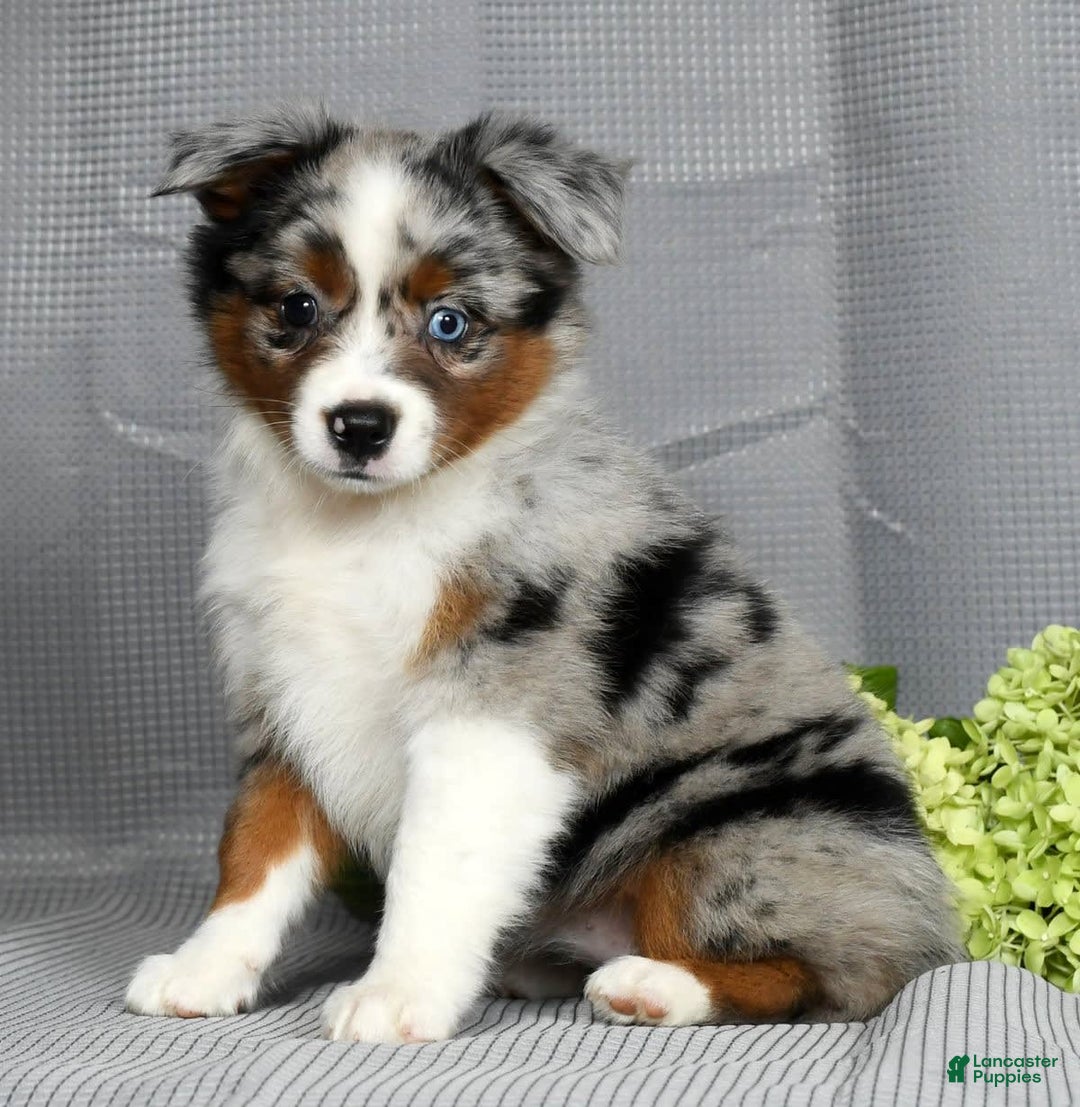 Miniature Australian Shepherd dogs for sale: Avery - Image 1