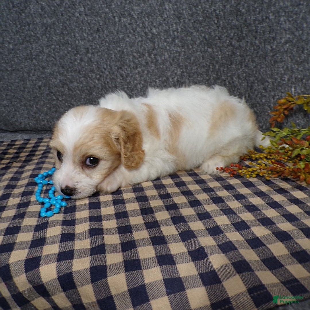 Cavachon dogs for sale: Jaki - Image 6