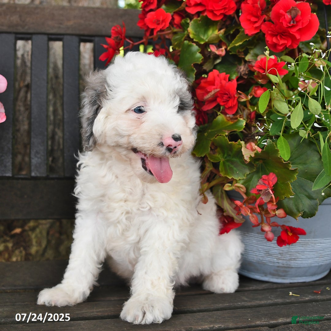 Mini Aussiedoodle dogs for sale: Ace - Image 2