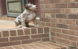 Cane Corso dogs for sale: Chocolate Chip - Image 4