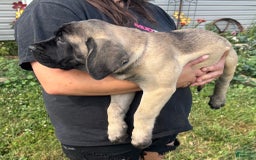 English Mastiff dogs for sale: Pinky - Image 29