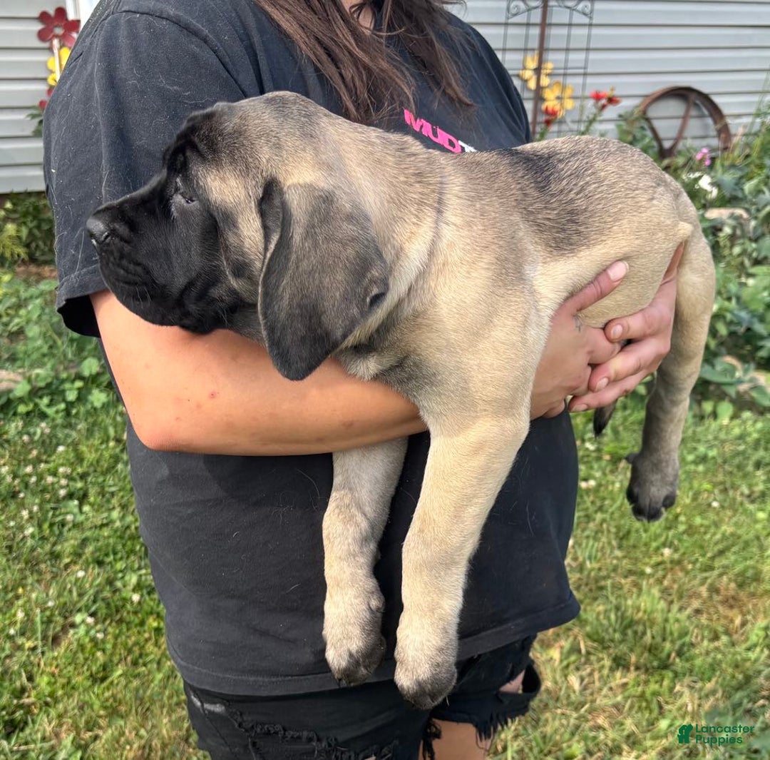 English Mastiff dogs for sale: Pinky - Image 29
