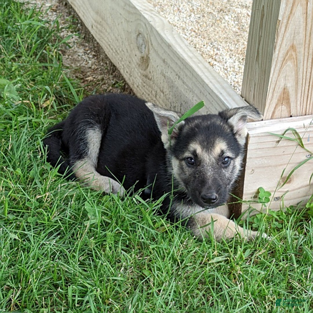 German Shepherd dogs for sale: German Shepherd 8 puppies - Image 24