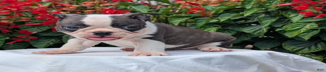 Nash