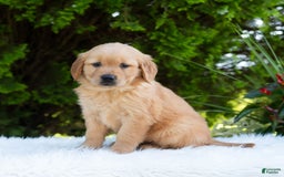 Golden Retriever dogs for sale: Hannah - Image 3