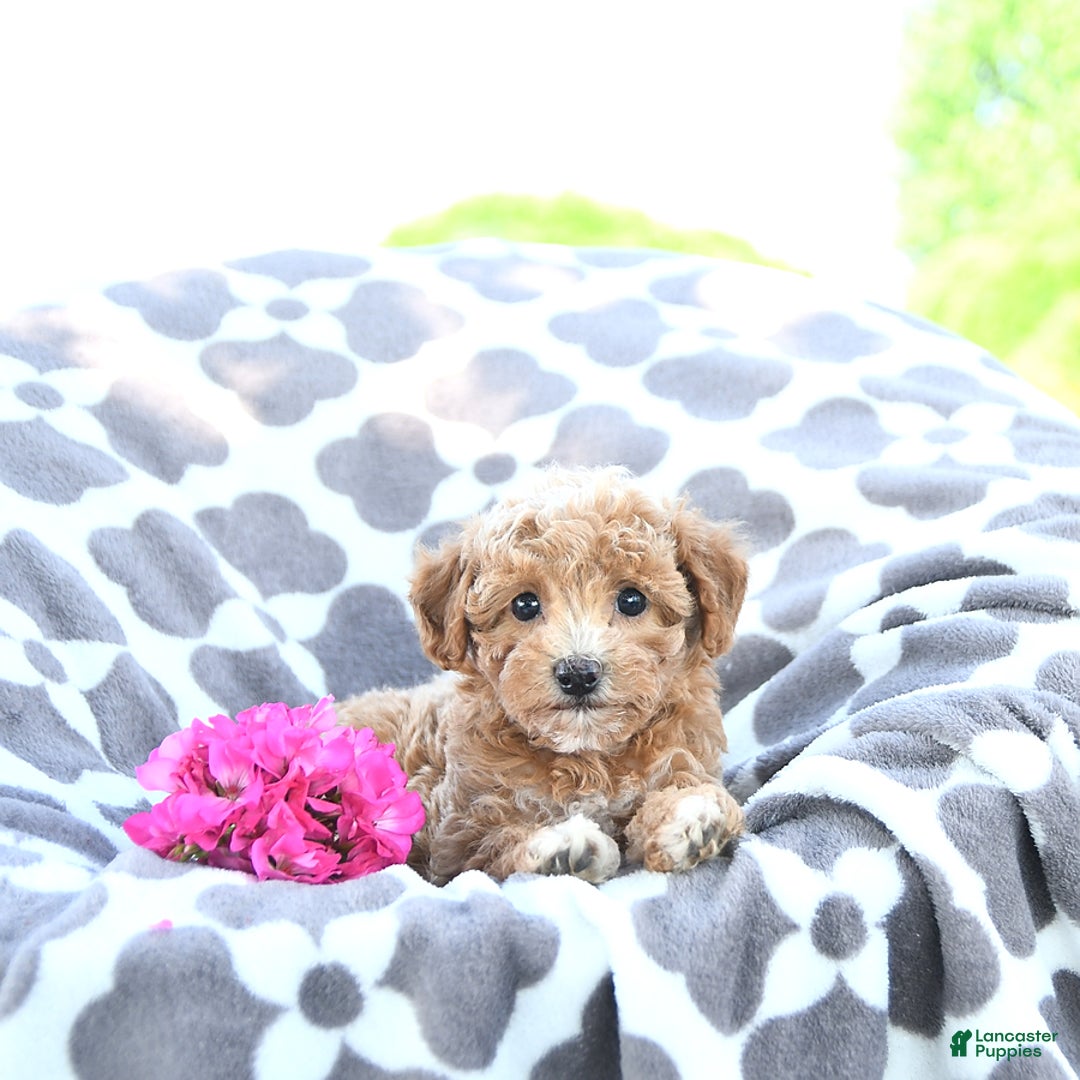 Toy Poodle dogs for sale: Kai - Image 4