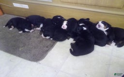 Bernese Mountain Dog dogs for sale: Paul Bunyan - Image 5