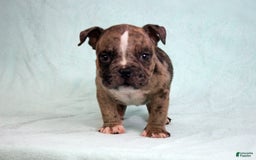 American Bully dogs for sale: Black Brindle Merle Male - Image 6