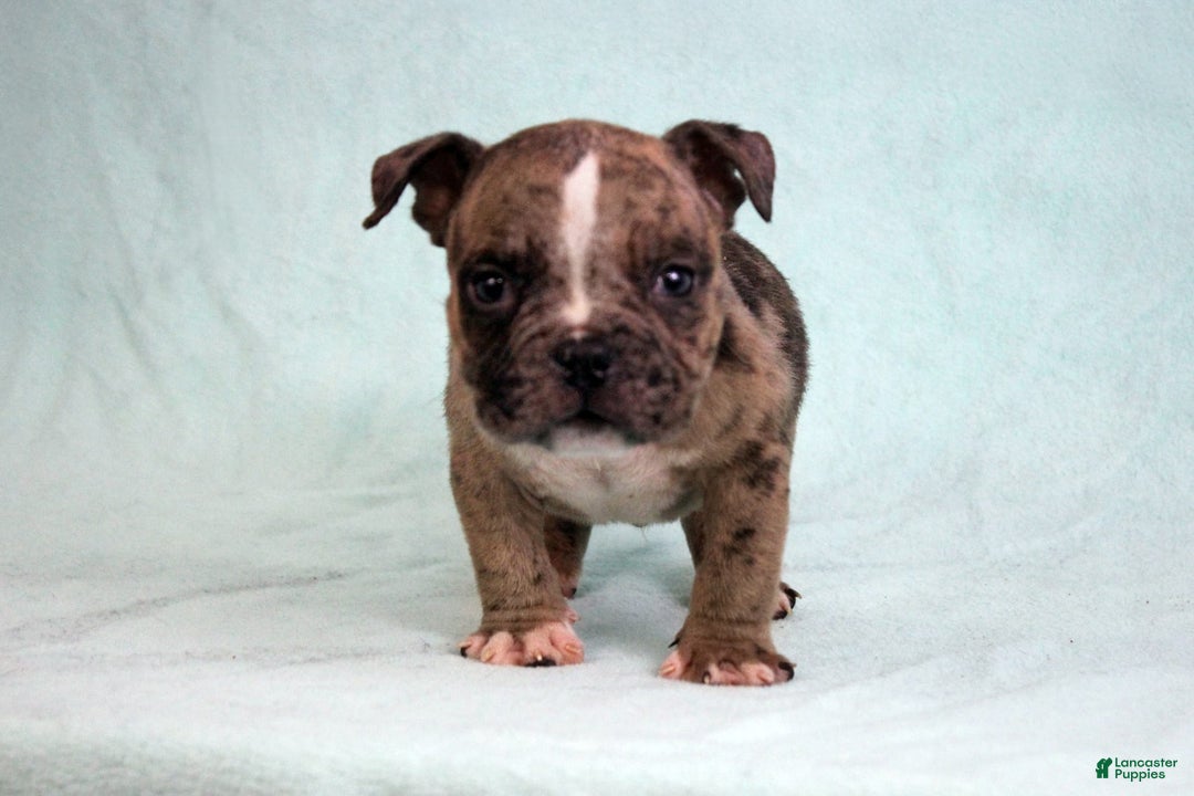 American Bully dogs for sale: Black Brindle Merle Male - Image 6