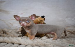 Chihuahua dogs for sale: Tillie - Image 4
