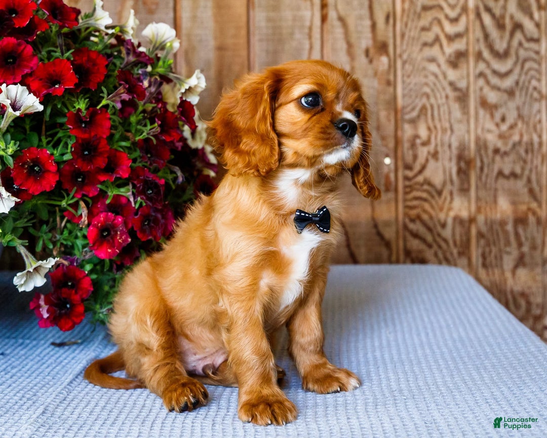 Cavalier King Charles Spaniel dogs for sale: Oliver - Image 7