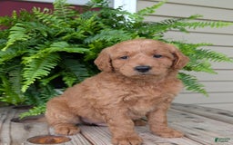 Goldendoodle dogs for sale: Reed - Image 20