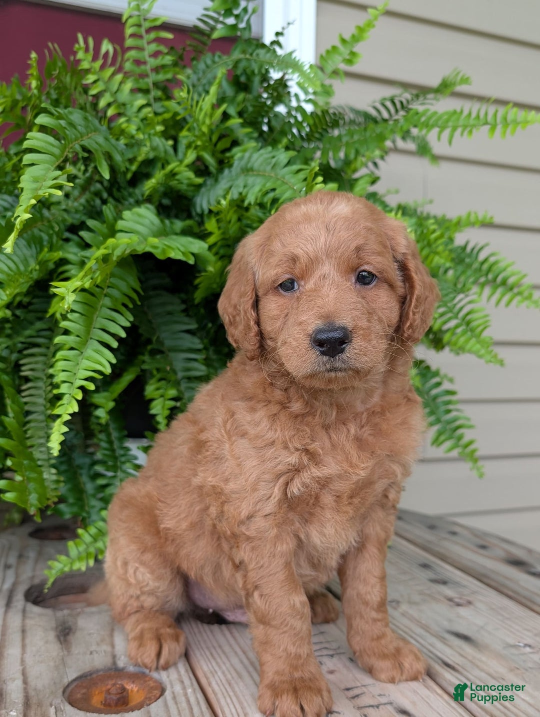 Goldendoodle dogs for sale: Reed - Image 20