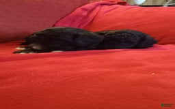 Standard Poodle dogs for sale: Wednesday - Image 3