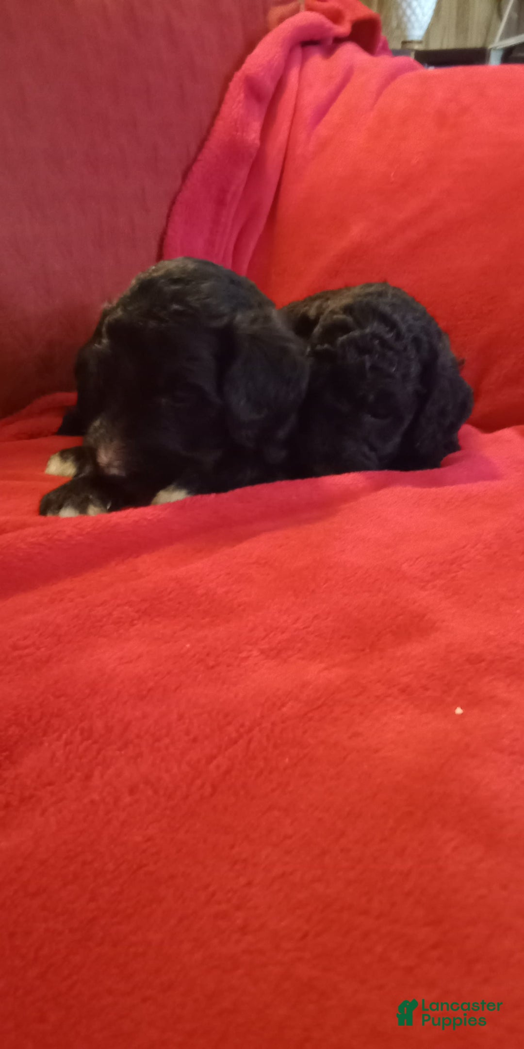 Standard Poodle dogs for sale: Wednesday - Image 3