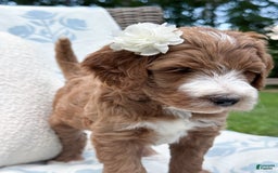 Goldendoodle dogs for sale: Charlotte - Image 8