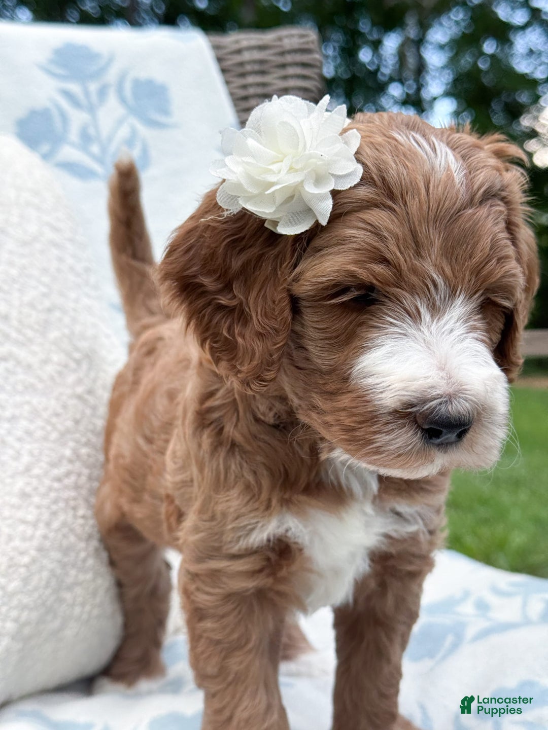 Goldendoodle dogs for sale: Charlotte - Image 8