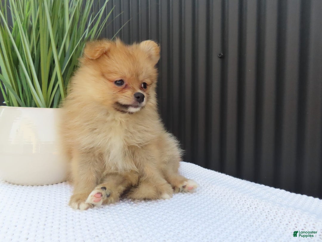 Pomeranian dogs for sale: Sandy - Image 6