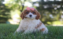 Cavapoo dogs for sale: Iris - Image 3