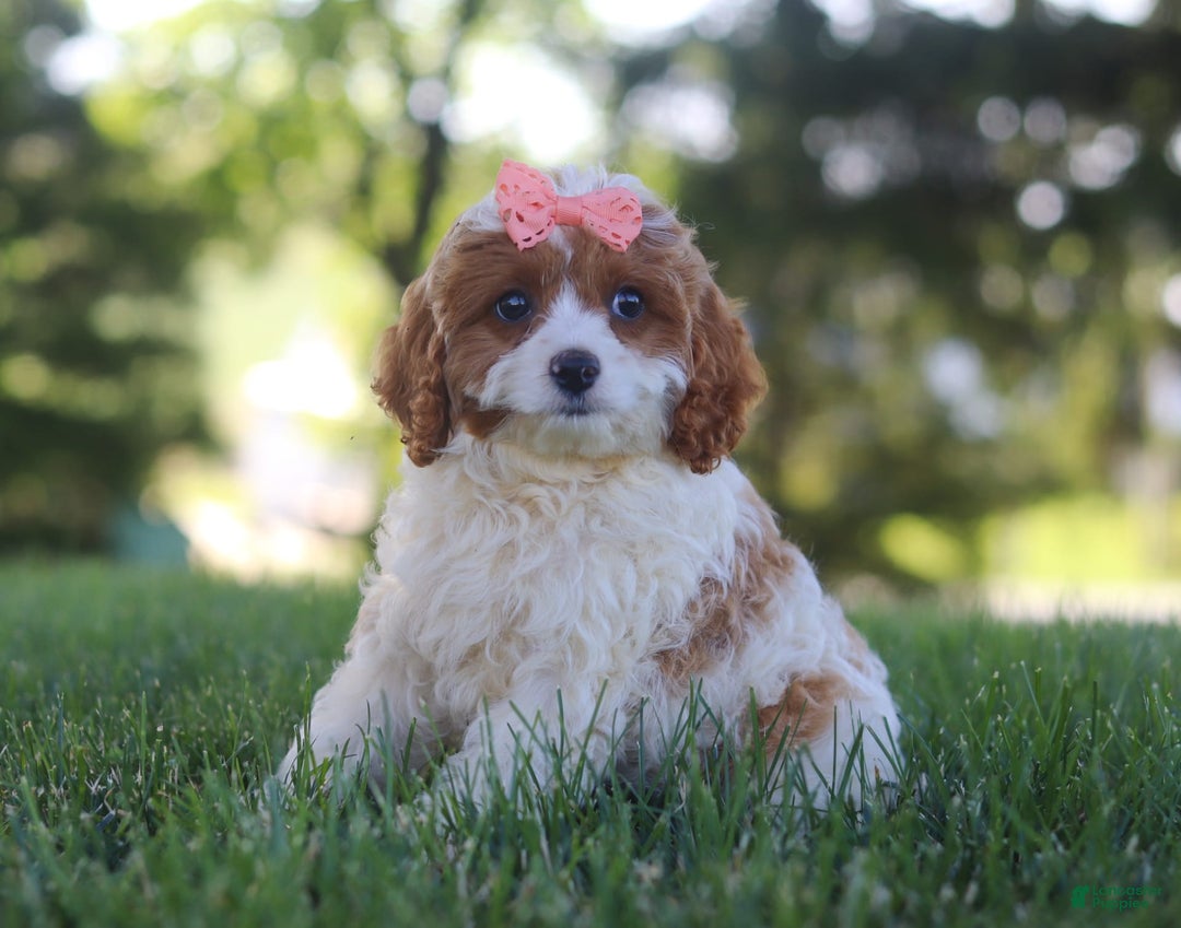 Cavapoo dogs for sale: Iris - Image 3