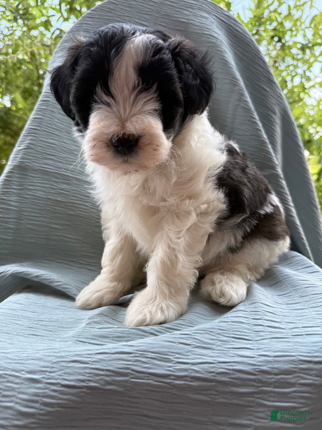 Teddy Bear dogs for sale: Elliott - Image 27