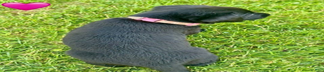 Female Black Pink Collar