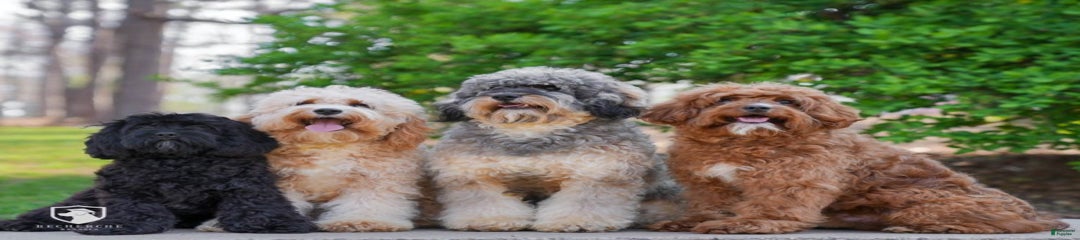 paul