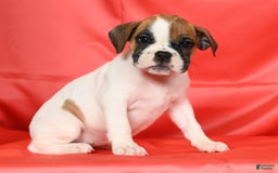 Beabull dogs for sale: Kaitlyn - Image 9