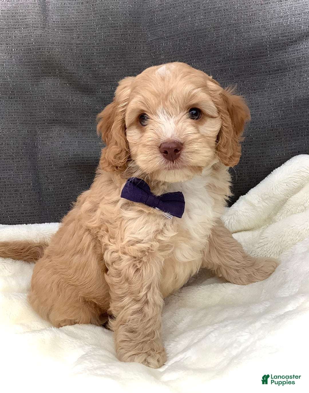 Cockapoo dogs for sale: Oliver - Image 2