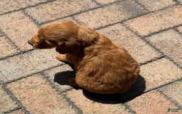 Goldendoodle dogs for sale: Jack - Image 6