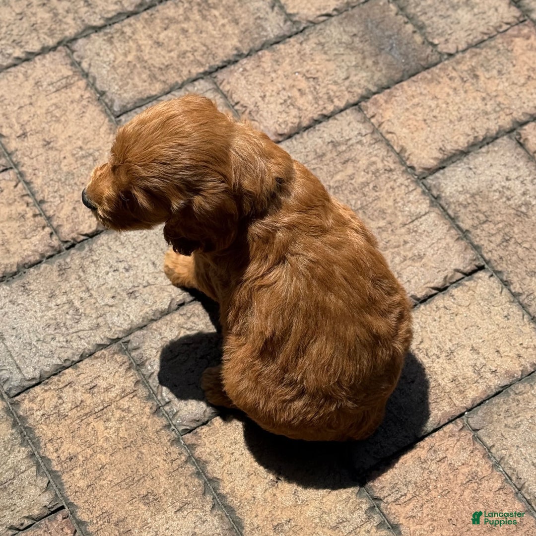 Goldendoodle dogs for sale: Jack - Image 6
