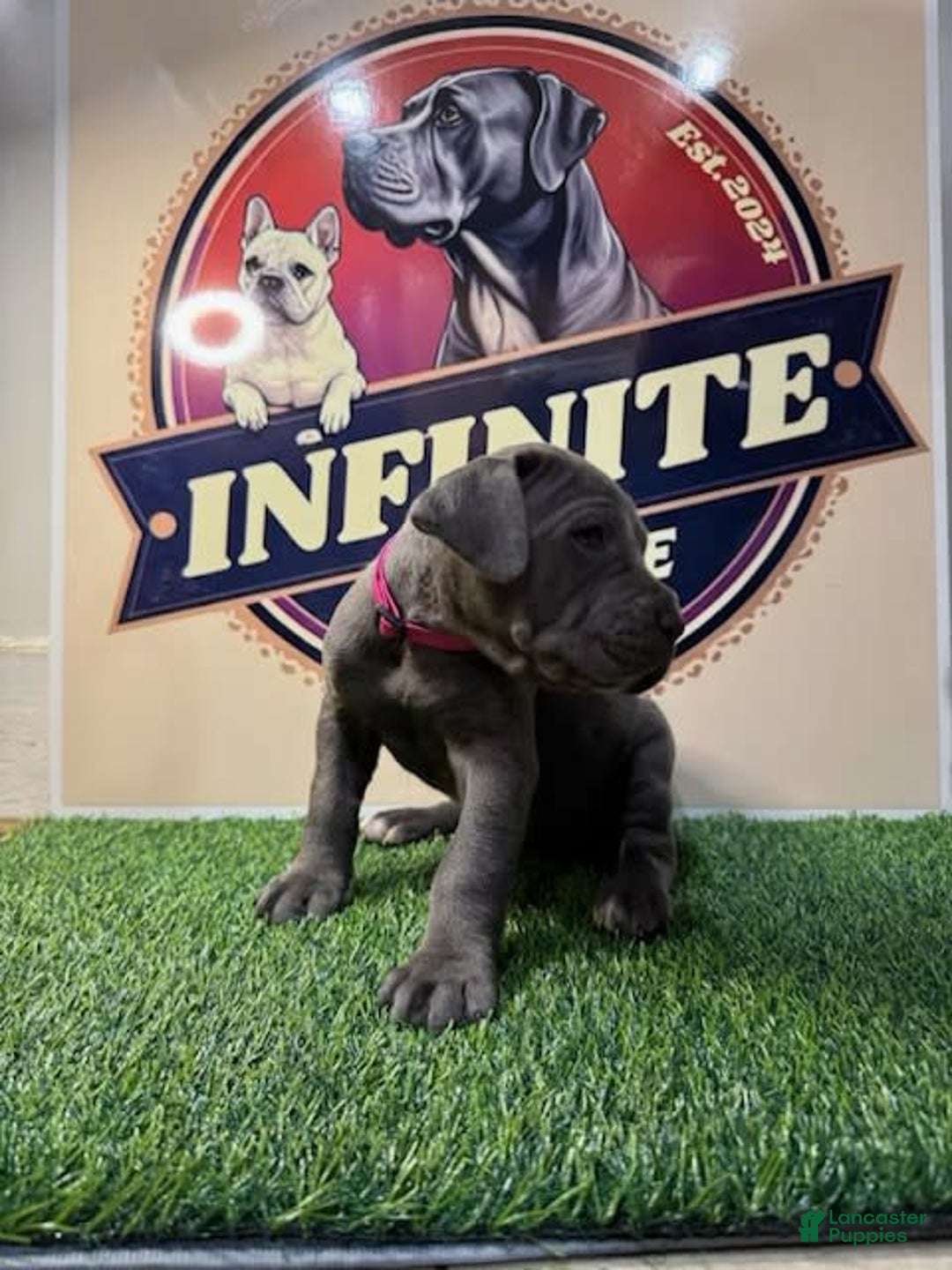 Cane Corso dogs for sale: Blue Female - Image 2