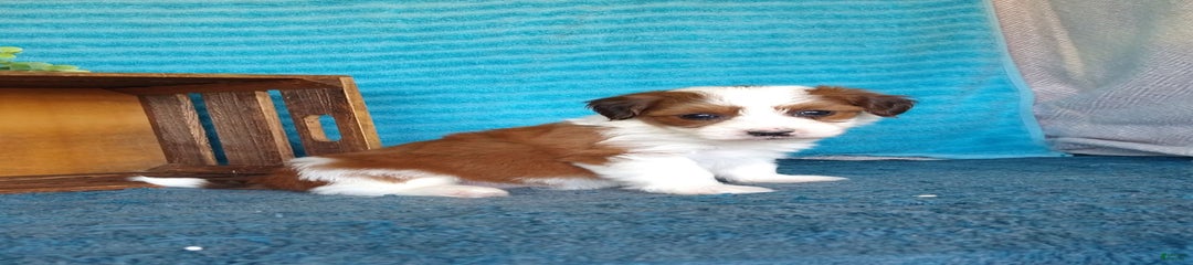 Stella