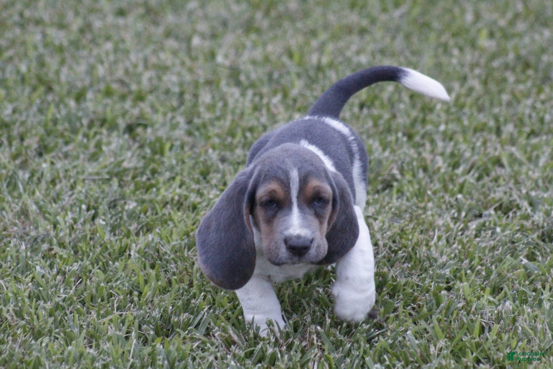 Basset Hound dogs for sale: Jed - Image 5