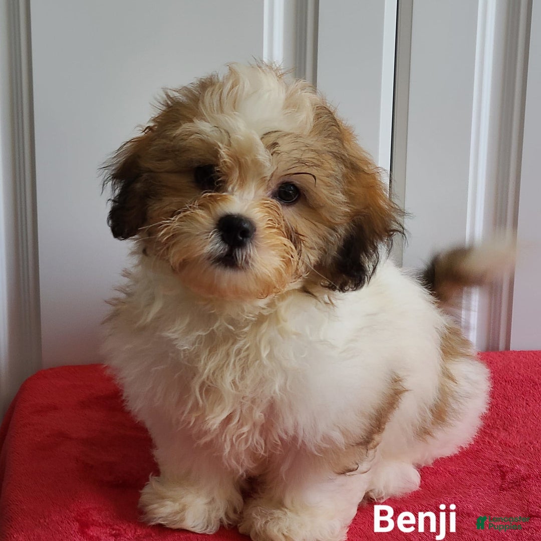 Teddy Bear dogs for sale: Benji - Image 8