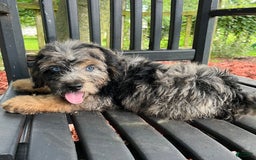 Mini Aussiedoodle dogs for sale: Canary - Image 31