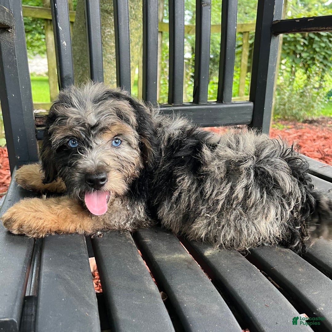 Mini Aussiedoodle dogs for sale: Canary - Image 31