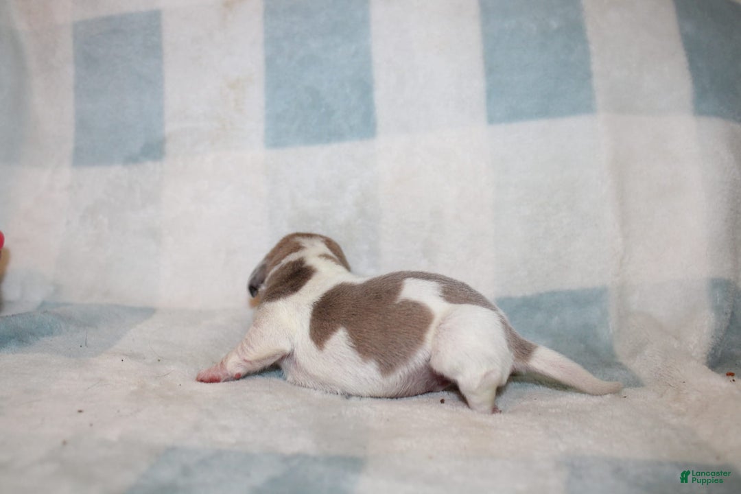Miniature Dachshund dogs for sale: Maverick - Image 5