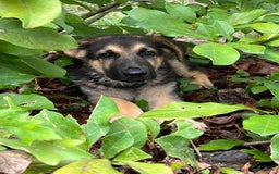 German Shepherd dogs for sale: Toby Jr - Image 1